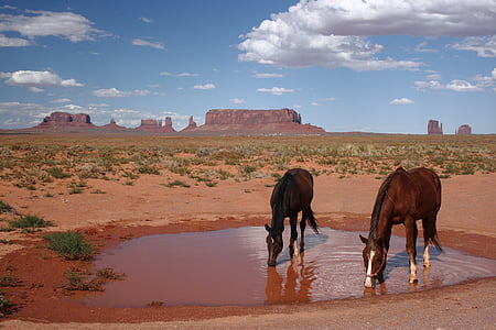 EUA, Arizona, Vall del monument, Parc Nacional, car, cavall, desert de