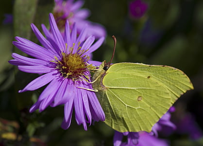 Gonepteryx rhamni, mariposa, otoño, amarillo, verde, Asters, insectos