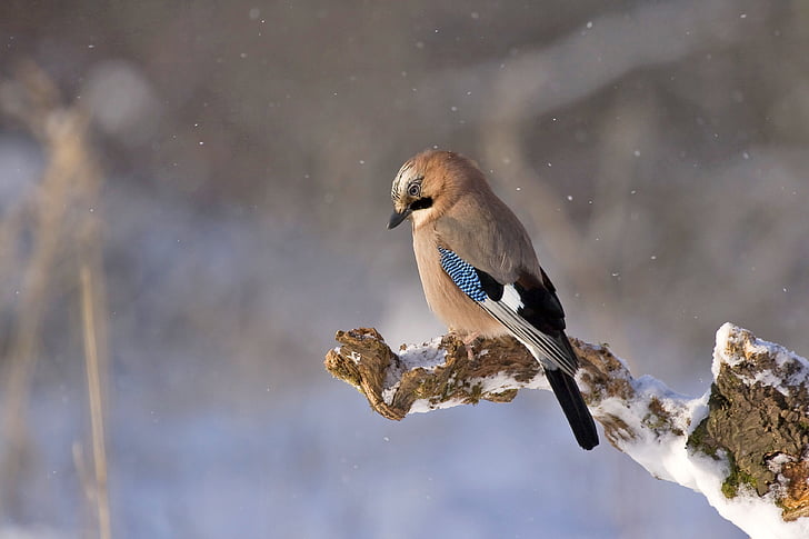 Jay, pájaro, Konar, invierno, naturaleza, flora y fauna, animal