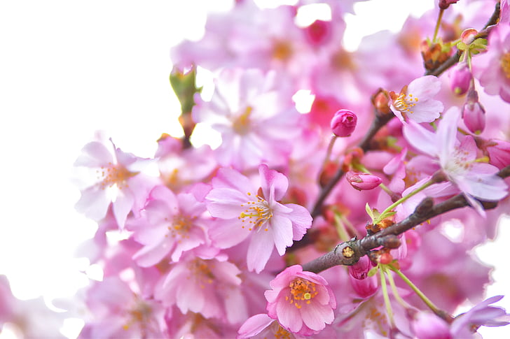 kirss, kirsi õied, kevadel, loodus, filiaali, roosa värv, puu