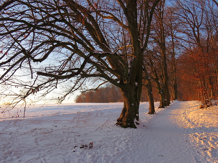 ต้นไม้, อเวนิว, หิมะ, หิมะ, ระเรื่อ, ฤดูหนาว, เย็น