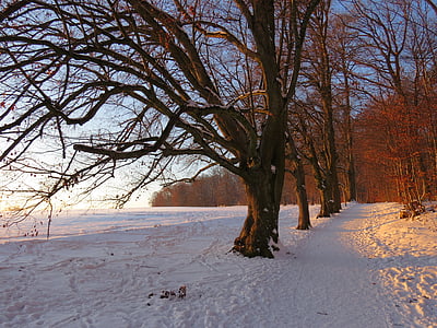 fa, Avenue, hó, havas, lemenő nap utolsó sugarai, téli, hideg