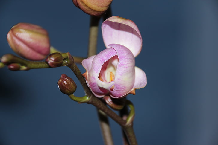 orchid, bud, purple, open, orchid greenhouse, orchidaceae, blossom