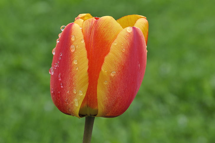 Tulipan, cvet, cvet, cvet, rdeča, rumena, mokro, kaplja dežja