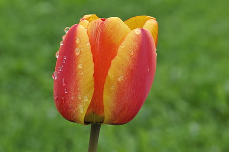 Tulipa, flor, flor, flor, vermelho amarelo, molhado, gota de chuva
