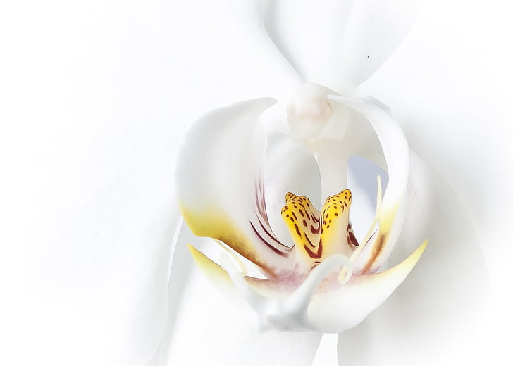 phalaenopsis, orhideja, bijeli, phalaenopsis orhideje, cvijet, tropska, leptir orhideja