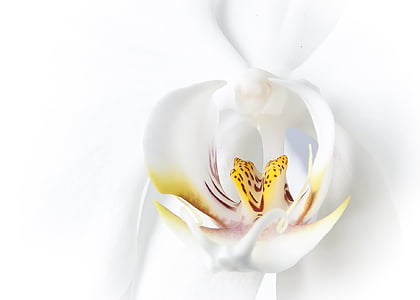 Phalaenopsis, orquídia, blanc, Phalaenopsis orquídies, flor, tropical, orquídia de papallona