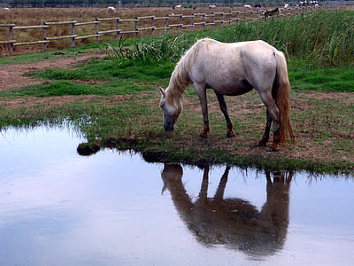 horse, white, animal, reflection, nature, farm, grass