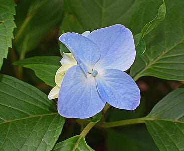 Hortensia azul solo, Hortensia, flores, flor, floración, planta, jardín