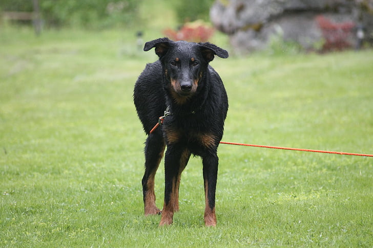 beauceron, dog, cute, young, puppy, summer, pet