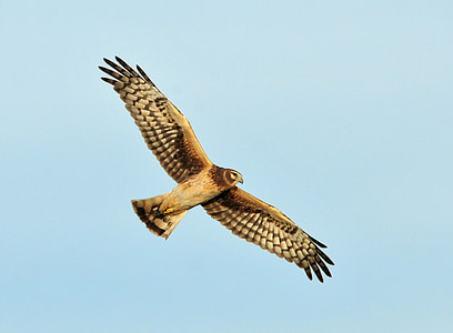 Harrier, gallina, Norte, vuelo, pájaro, cielo, flora y fauna