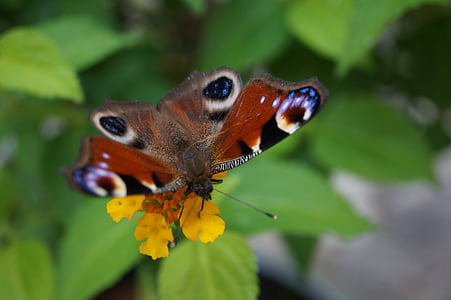 паун, пеперуда, пеперуда, природата, насекоми, крило