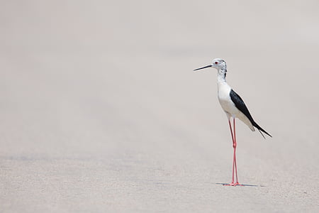 black, white, long, leg, beak, bird, standing