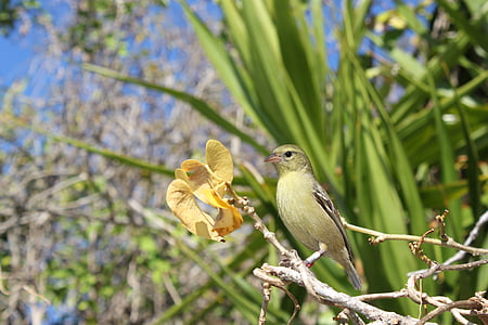 con chim, màu xanh lá cây, chi nhánh, Thiên nhiên, một trong những động vật, động vật hoang dã, động vật hoang dã