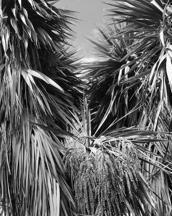 arbres de col, blanc i negre, jardí, Aotearoa