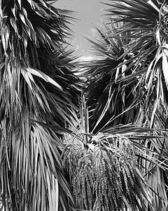 cây bắp cải, màu đen và trắng, Sân vườn, Aotearoa