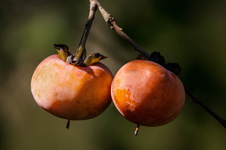 persimmon sauvage, fruits d’automne, fruits automne, plaqueminier, fruits orange, berry kaki, Diospyros virginiana
