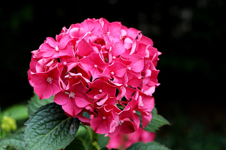 Hortensja, różowy, kwiat, eleganckie, tętniące życiem, kolorowe, kolor różowy