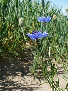 Centaurea cyanus, plavica, cvetoči, botanika, vrste, Različak, cvet