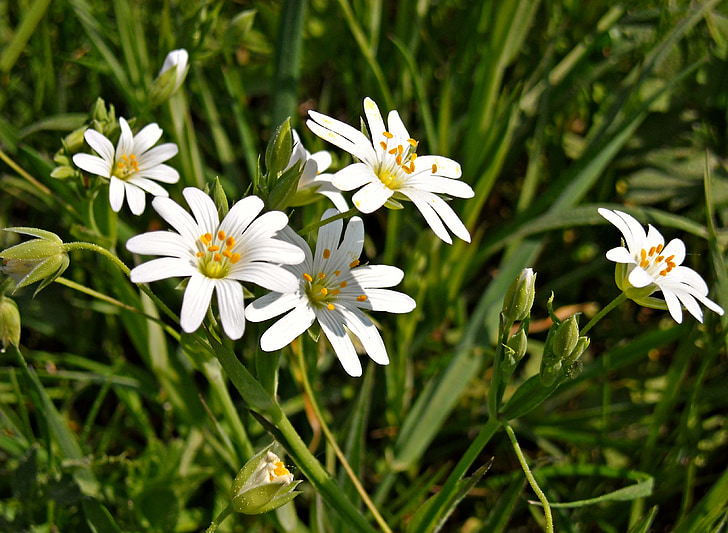 nature, green, grass, flowers, white flowers, stamens, small flowers