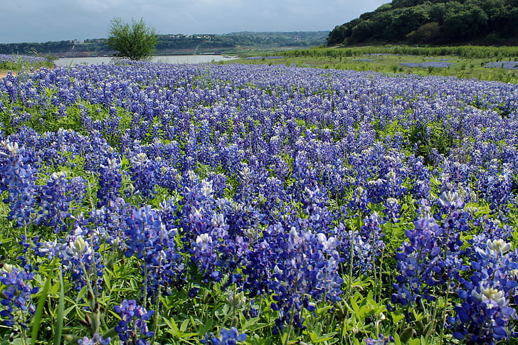 kék sisakok, Texas, Austin, táj, zöld, tavaszi, természet