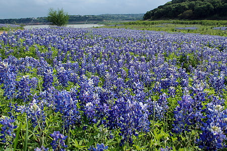 blå motorhuvar, Texas, Austin, landskap, grön, våren, naturen