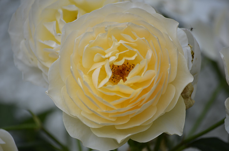 Rosas, rosas blancas, flores, naturaleza, Blanco, pétalos de, Romance