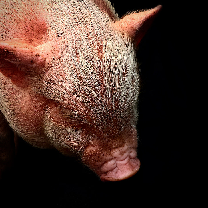 Leitão, porco, bonito, porquinho, -de-rosa, peste suína, focinho