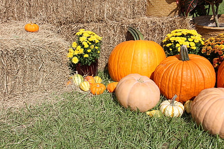 тыквы, Бахчевые культуры, Осень, Хэллоуин, День благодарения, овощи
