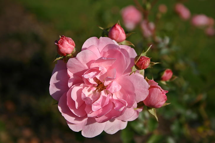 ökade, Rosa, Anläggningen, naturen, Blossom, Bloom, rosblom