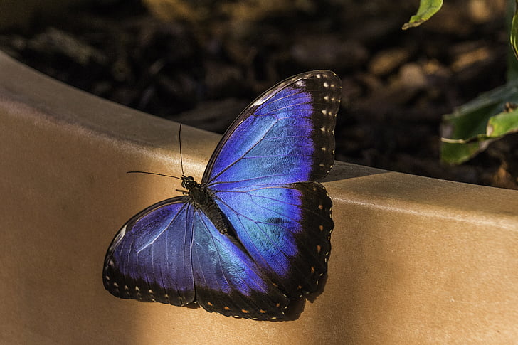 papallona, blau, natura, ala, sola, color, brillant