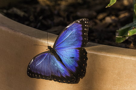 나비, 블루, 자연, 날개, 단일, 컬러, 밝은