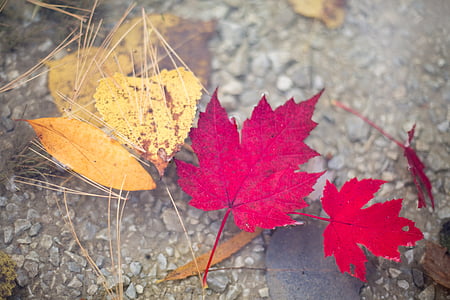 na podzim listy, podzimní listí, listy plovoucí, voda, na podzim, červená