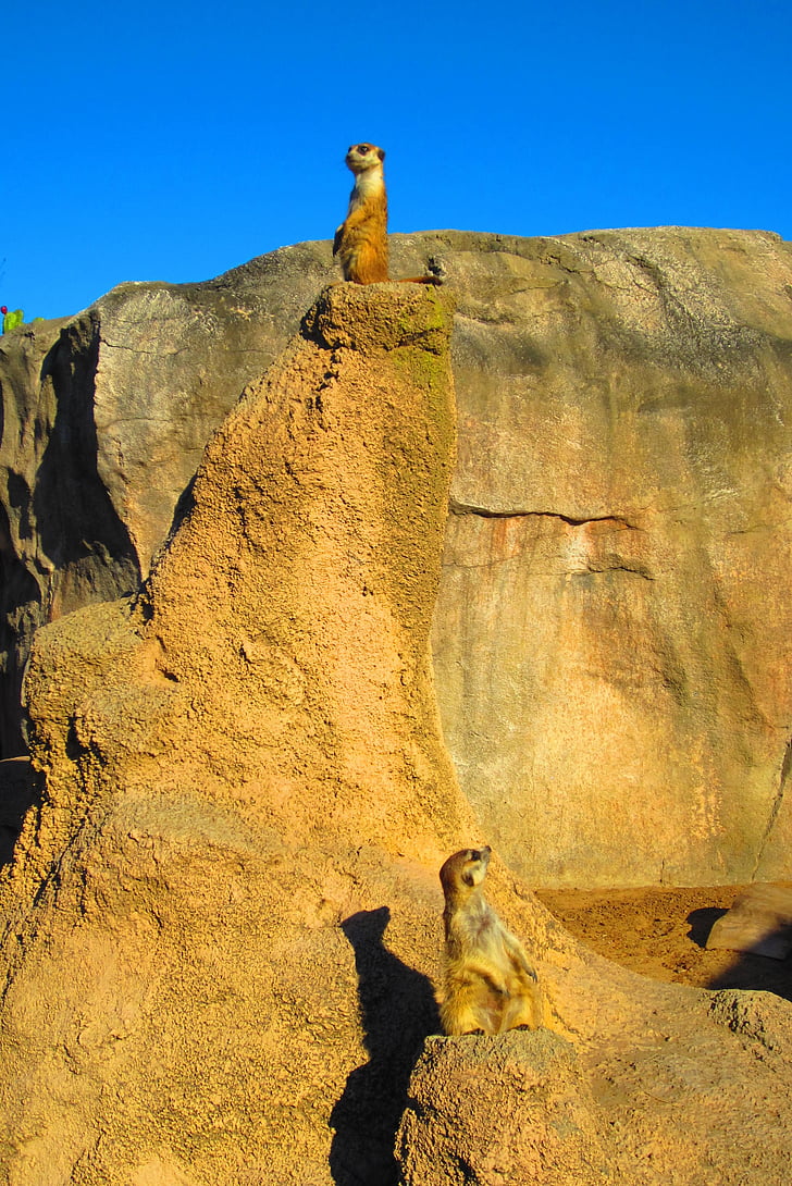 animals, king leon, meerkat, africa, zoo, mammal, rock - Object