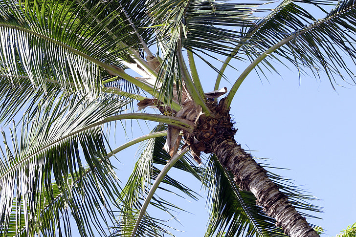 coconut, tree, hawaii, hawaiian, sky, green