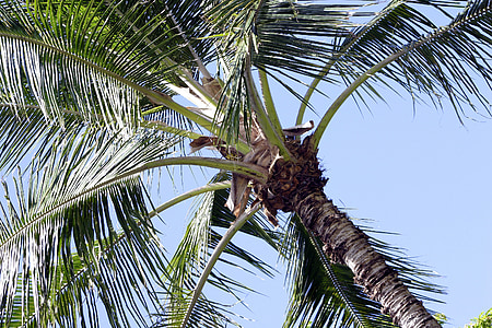 kokos, træ, Hawaii, Hawaiian, Sky, grøn