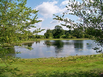 sjön, dammen, grön, träd, reflektion, vatten, landskap
