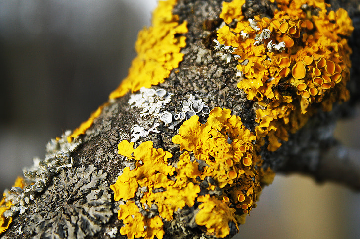 lichens, bark, yellow, branch