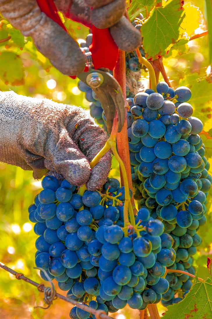 grapes, harvest, vines, cluster, black grape