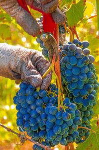 viinirypäleet, Harvest, viiniköynnösten, klusterin, musta rypäleen