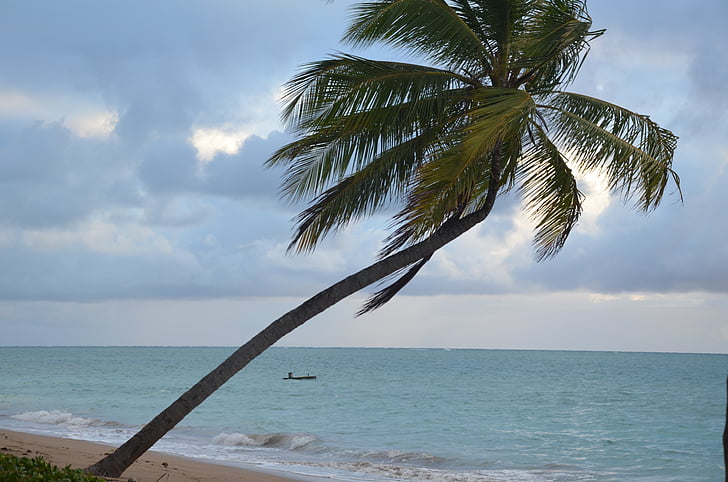 praia, água azul, palmeira