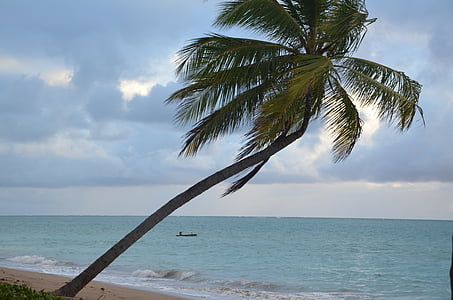 Beach, blå vand, palmetræ