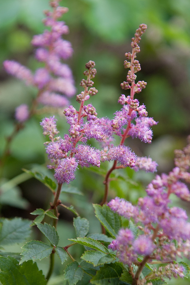 Meadowsweet, bunga, herbal, halus bunga, merah muda