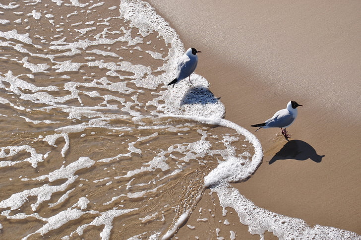 gull, beach, water, foam, sand, bird, nature