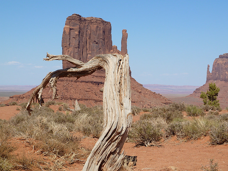 Monument valley, Baum, Amerika, Arizona, Landschaft, westlichen, Utah