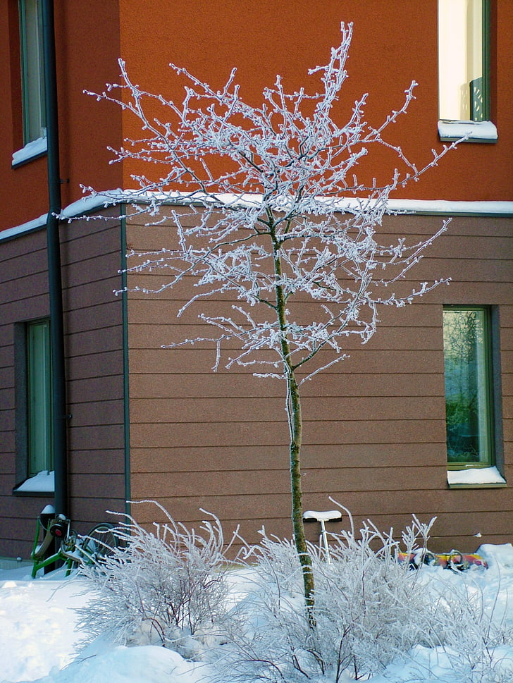 tree, winter, snow, frost, house, building, snowy