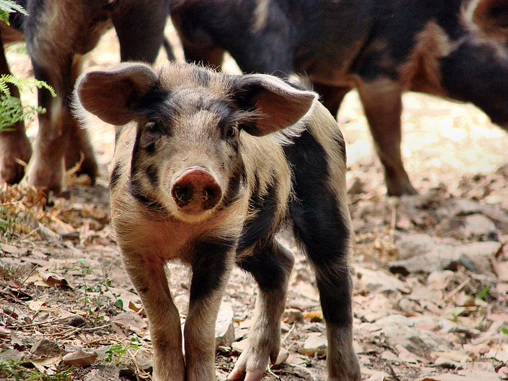 Piglet, babi, Bahagia, hewan, pertanian