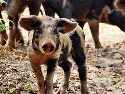 Leitão, porco, feliz, animal, fazenda