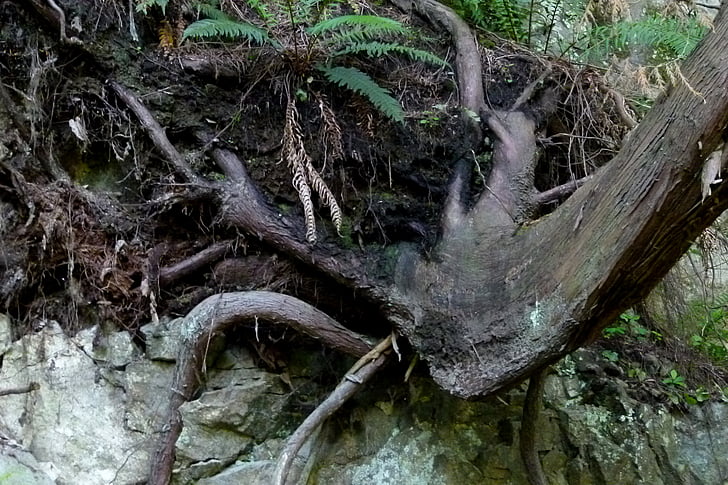 nature, tree root, rock, wood, plants, fern