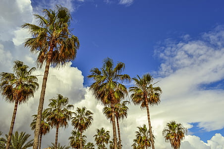palmiye ağaçları, gökyüzü, bulutlar, tropikal, doğa, egzotik, palmiye ağacı